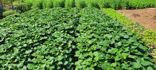 김상진님의 고구마 · 영농일지 작성글 사진