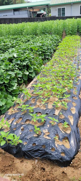 김상진님의 고구마 · 영농일지 작성글 사진