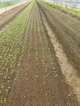 팜모닝 배추·영농일지 게시글 이미지