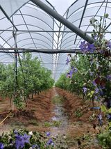 팜모닝 기타작물·영농일지 게시글 이미지