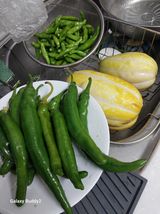 팜모닝 들깨·영농일지 게시글 이미지