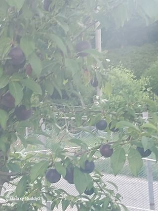 배추15698님의 들깨 · 영농일지 작성글 사진