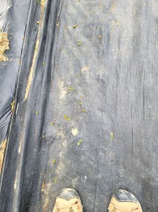 천지현황님의 고추 · 영농일지 작성글 사진