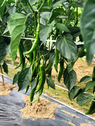 천지현황님의 고추 · 영농일지 작성글 사진