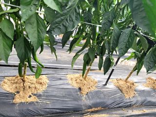 천지현황님의 고추 · 영농일지 작성글 사진