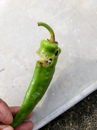 천지현황님의 고추 · 영농일지 작성글 사진