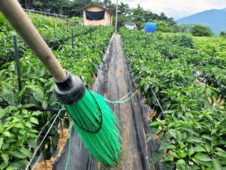 천지현황님의 고추 · 영농일지 작성글 사진
