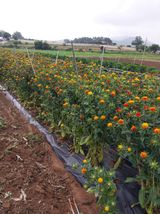 팜모닝 콩·영농일지 게시글 이미지