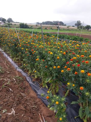 서산 밀집모자님의 콩 · 영농일지 작성글 사진