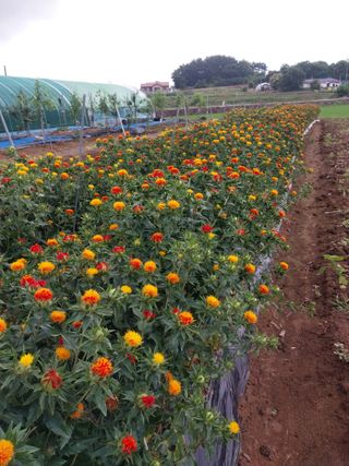 서산 밀집모자님의 콩 · 영농일지 작성글 사진