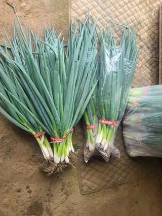 머위농장님의 자유주제 · 자유게시판 작성글 사진