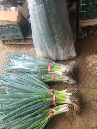 머위농장님의 자유주제 · 자유게시판 작성글 사진