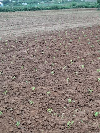 호박 정정호님의 들깨 · 영농일지 작성글 사진