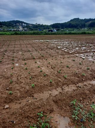 호박 정정호님의 들깨 · 영농일지 작성글 사진