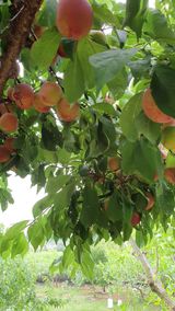 팜모닝 자두·영농일지 게시글 이미지