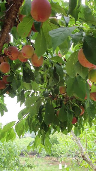 차상철님의 자두 · 영농일지 작성글 사진