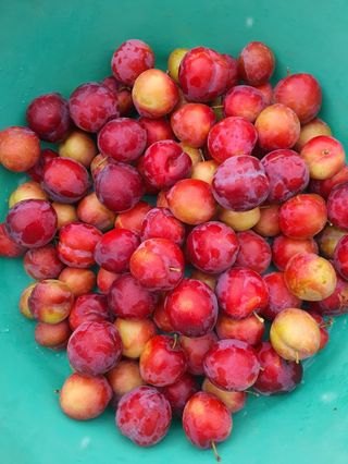 차상철님의 자두 · 영농일지 작성글 사진