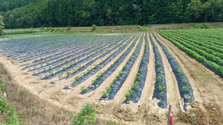 향촌님의 콩 · 영농일지 작성글 사진