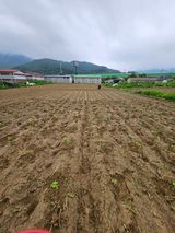 팜모닝 들깨·영농일지 게시글 이미지