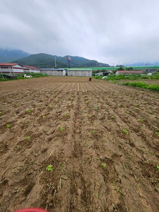 영진농장님의 들깨 · 영농일지 작성글 사진