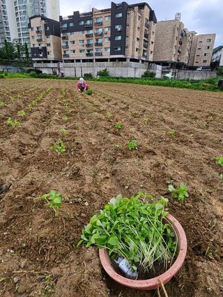 영진농장님의 들깨 · 영농일지 작성글 사진