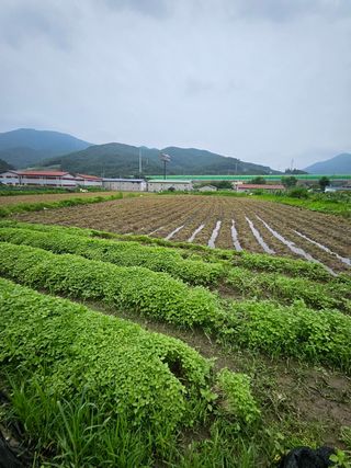 영진농장님의 들깨 · 영농일지 작성글 사진