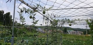 텃밭농부님의 기타작물 · 영농일지 작성글 사진