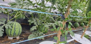 텃밭농부님의 기타작물 · 영농일지 작성글 사진