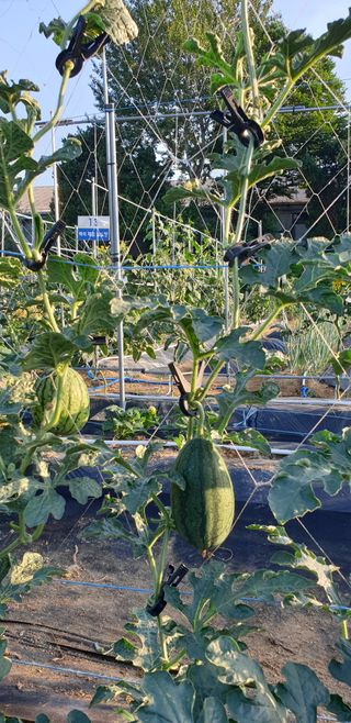 텃밭농부님의 기타작물 · 영농일지 작성글 사진