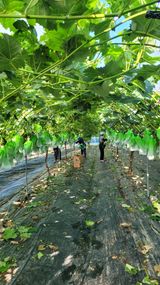 팜모닝 포도·영농일지 게시글 이미지