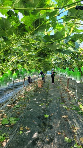 이원규님의 포도 · 영농일지 작성글 사진