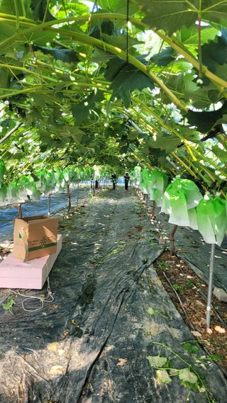 이원규님의 포도 · 영농일지 작성글 사진