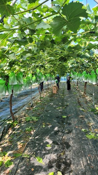 이원규님의 포도 · 영농일지 작성글 사진