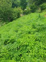 팜모닝 두릅·영농일지 게시글 이미지