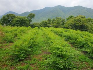 류호연님의 두릅 · 영농일지 작성글 사진