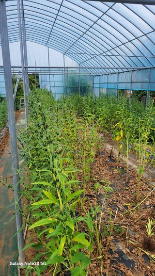 제주농부님의 고추 · 영농일지 작성글 사진