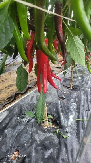 제주농부님의 고추 · 영농일지 작성글 사진