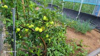 제주농부님의 고추 · 영농일지 작성글 사진