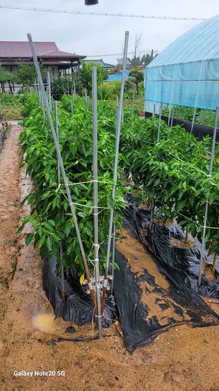 제주농부님의 고추 · 영농일지 작성글 사진