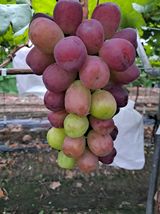 팜모닝 포도·자유게시판 게시글 이미지