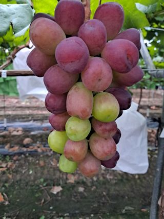 포도님의 포도 · 자유게시판 작성글 사진