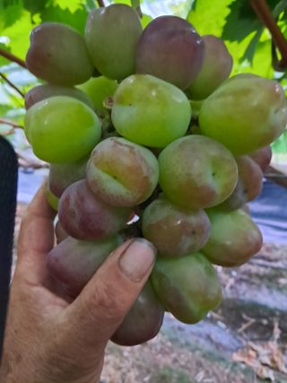 포도님의 포도 · 자유게시판 작성글 사진