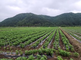 화양청정계곡농장님의 콩 · 영농일지 작성글 사진