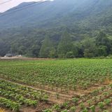 팜모닝 콩·영농일지 게시글 이미지