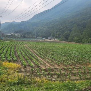 삼순이수진이님의 콩 · 영농일지 작성글 사진