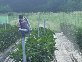 장두학님의 고추 · 영농일지 작성글 사진