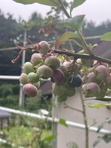 팜모닝 블루베리·영농일지 게시글 이미지