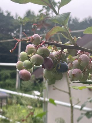 김지훈님의 블루베리 · 영농일지 작성글 사진