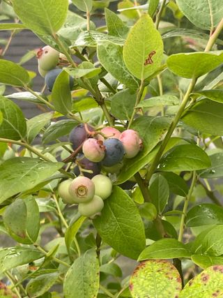 김지훈님의 블루베리 · 영농일지 작성글 사진