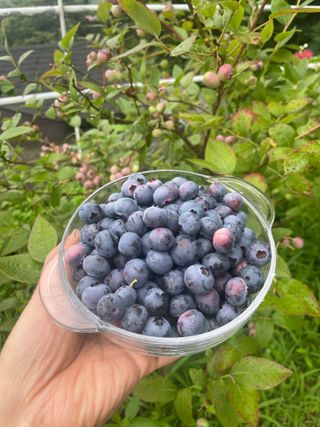 김지훈님의 블루베리 · 영농일지 작성글 사진